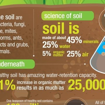 The Green Thumb’s Guide to Thriving with Organic Soils