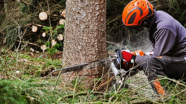 Shaping Nature: The Art of Tree Trimming and Removal