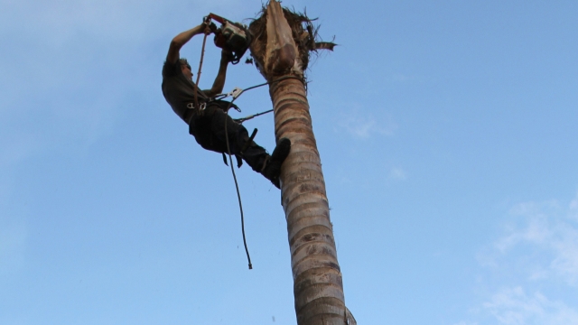 The Art of Tree Removal: Unveiling Nature’s Transformations