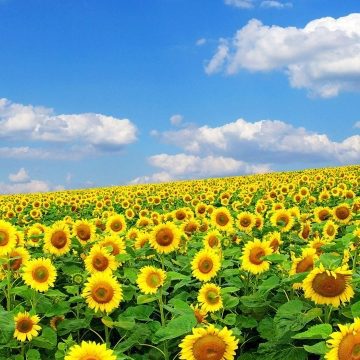 From Cabbage Worms to Sunflower Harvest: A Garden’s Journey