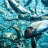 Revolutionizing the Seas: The Future of Aquaculture Technology