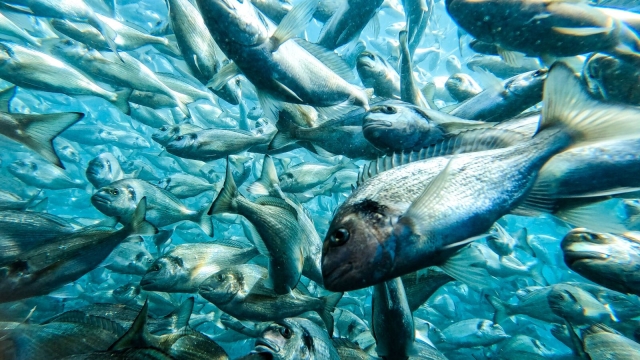 Revolutionizing the Seas: The Future of Aquaculture Technology