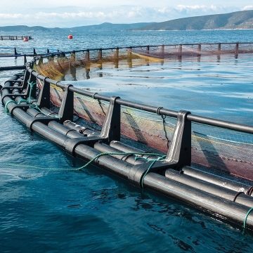 Revolutionizing the Waters: The Future of Aquaculture Technology