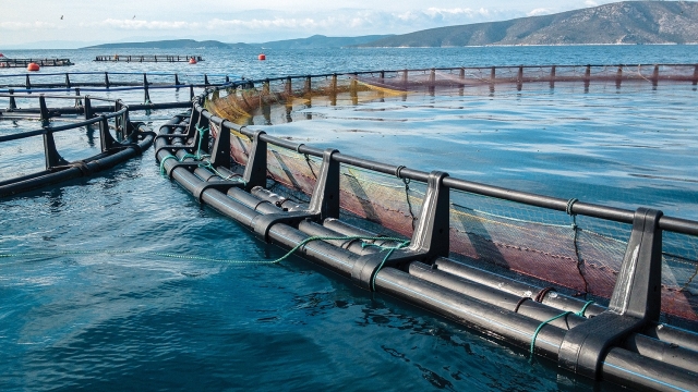 Revolutionizing the Waters: The Future of Aquaculture Technology