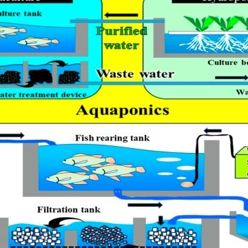 Revolutionizing the Waves: The Future of Aquaculture Technology