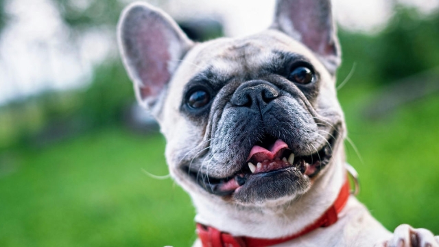 Furry Companions: The Heartwarming Joys of Pet Parenthood